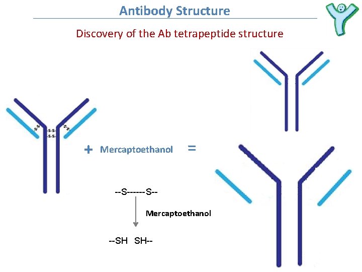 Antibody Structure Discovery of the Ab tetrapeptide structure + Mercaptoethanol = --S------ S-Mercaptoethanol --SH