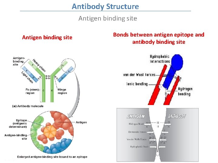 Antibody Structure Antigen binding site Bonds between antigen epitope and antibody binding site 