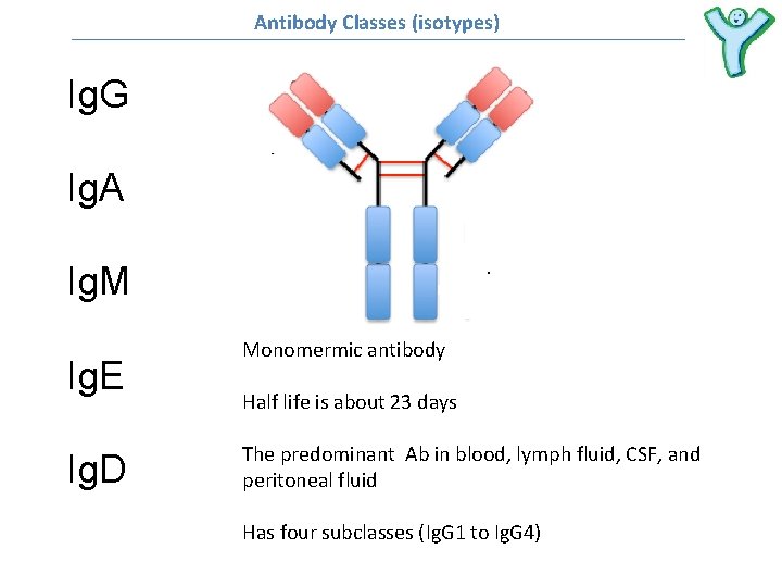 Antibody Classes (isotypes) Ig. G Ig. A Ig. M Ig. E Ig. D Monomermic