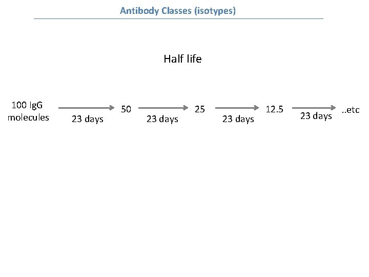 Antibody Classes (isotypes) Half life 100 Ig. G molecules 23 days 50 23 days