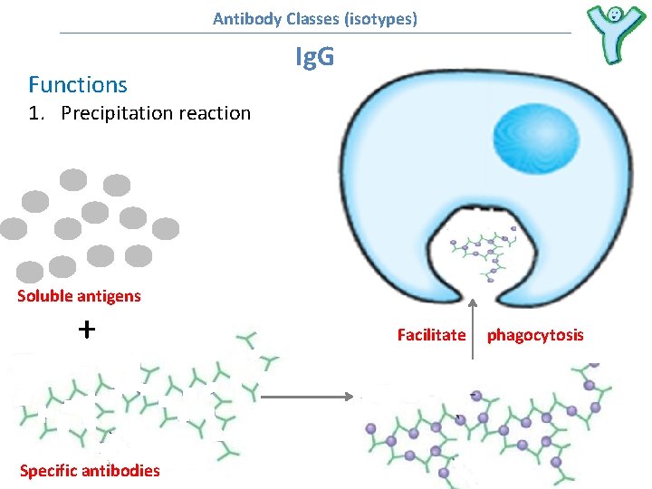 Antibody Classes (isotypes) Functions Ig. G 1. Precipitation reaction Soluble antigens + Specific antibodies