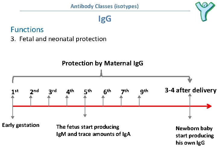 Antibody Classes (isotypes) Ig. G Functions 3. Fetal and neonatal protection Protection by Maternal