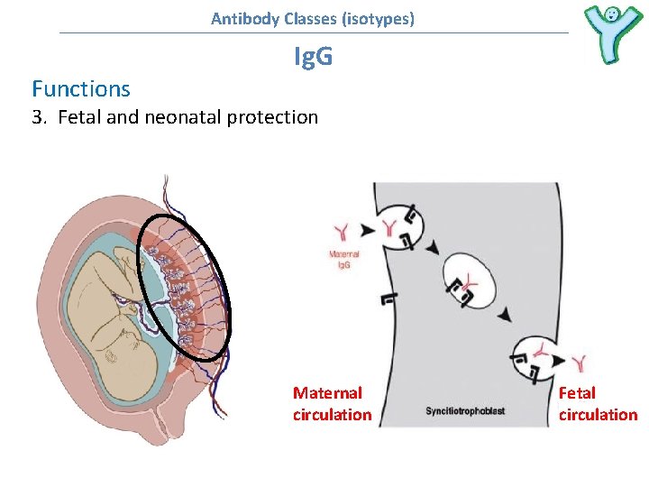 Antibody Classes (isotypes) Ig. G Functions 3. Fetal and neonatal protection Maternal circulation Fetal