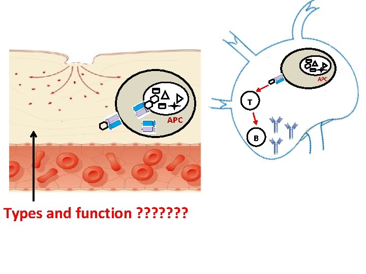 APC T APC B Types and function ? ? ? ? 