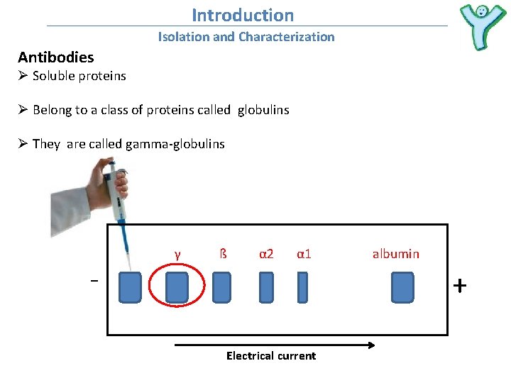ImmunologyPharmacy Antibody Structure and Function Dr Mohammad Odibate