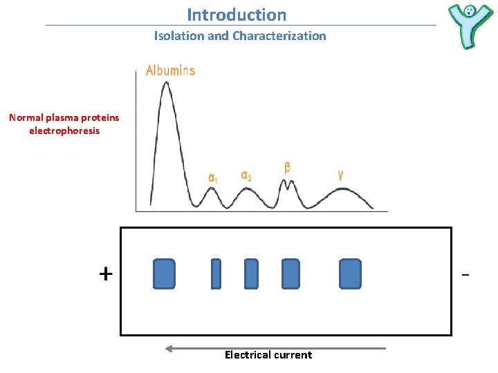 Introduction Isolation and Characterization Normal plasma proteins electrophoresis + Electrical current 