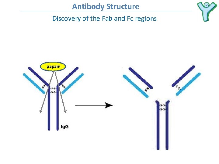 Antibody Structure Discovery of the Fab and Fc regions papain 