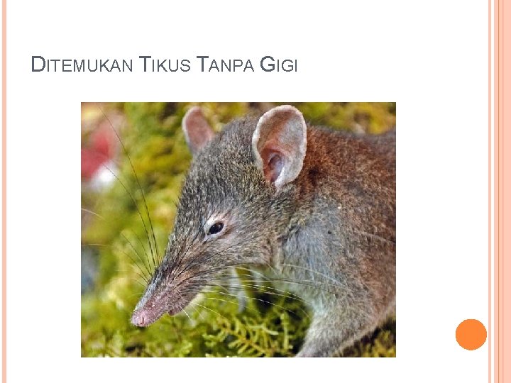 DITEMUKAN TIKUS TANPA GIGI 