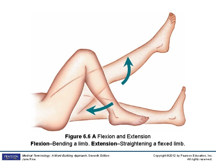 Figure 6. 6 A Flexion and Extension Flexion–Bending a limb. Extension–Straightening a flexed limb.