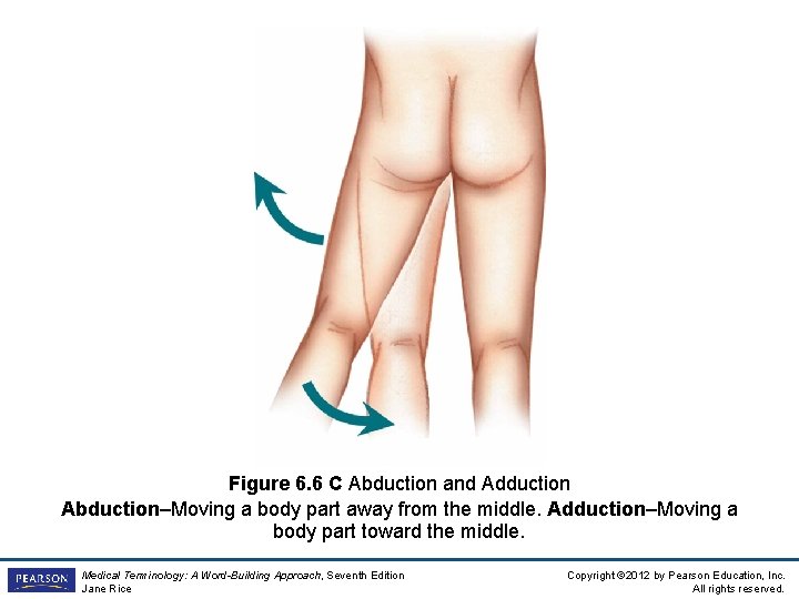 Figure 6. 6 C Abduction and Adduction Abduction–Moving a body part away from the