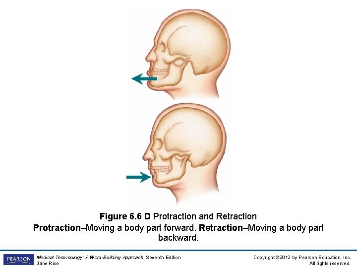 Figure 6. 6 D Protraction and Retraction Protraction–Moving a body part forward. Retraction–Moving a