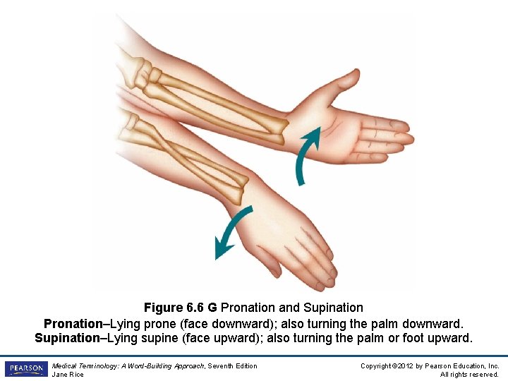 Figure 6. 6 G Pronation and Supination Pronation–Lying prone (face downward); also turning the