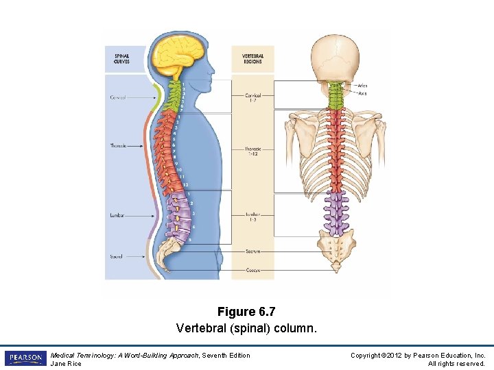 Figure 6. 7 Vertebral (spinal) column. Medical Terminology: A Word-Building Approach, Seventh Edition Jane