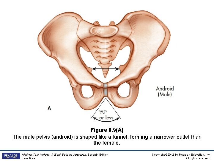 Figure 6. 9(A) The male pelvis (android) is shaped like a funnel, forming a