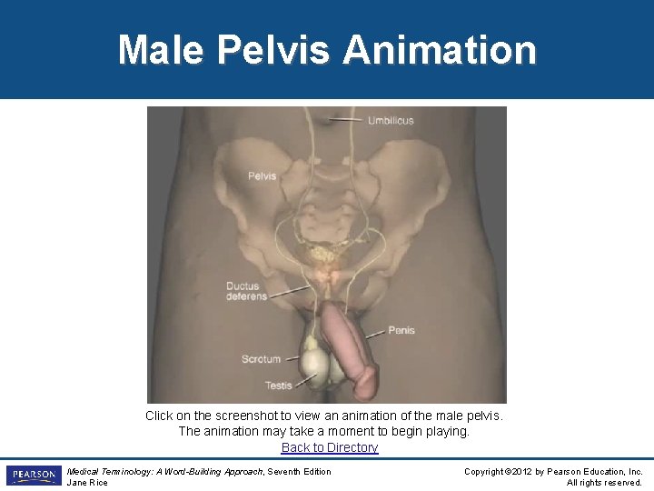 Male Pelvis Animation Click on the screenshot to view an animation of the male