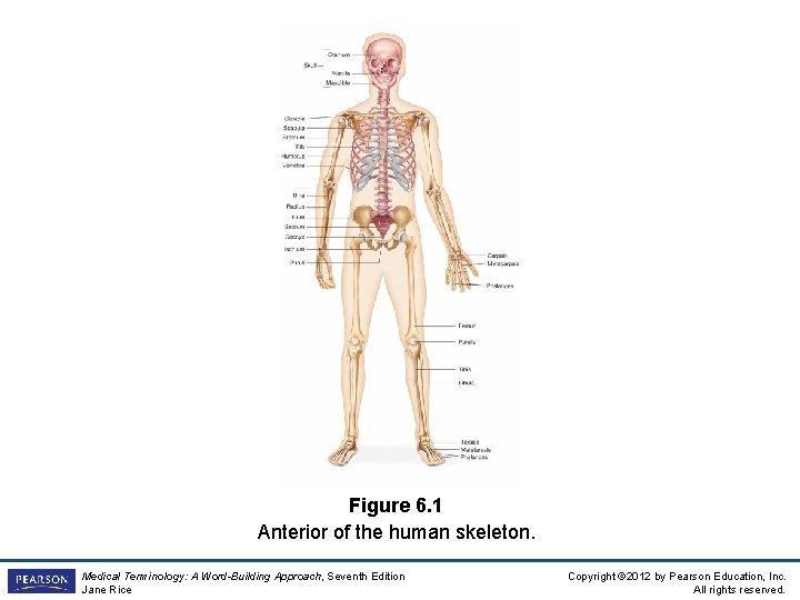 Figure 6. 1 Anterior of the human skeleton. Medical Terminology: A Word-Building Approach, Seventh