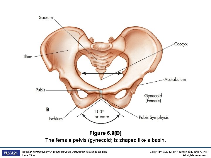 Figure 6. 9(B) The female pelvis (gynecoid) is shaped like a basin. Medical Terminology: