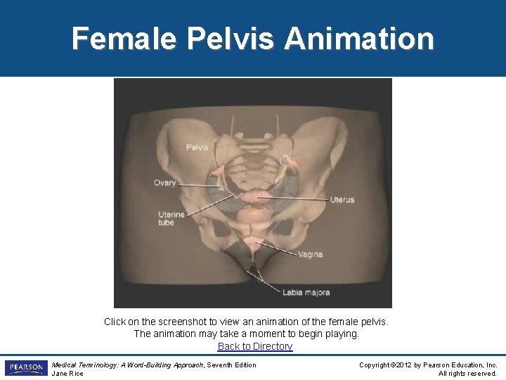 Female Pelvis Animation Click on the screenshot to view an animation of the female