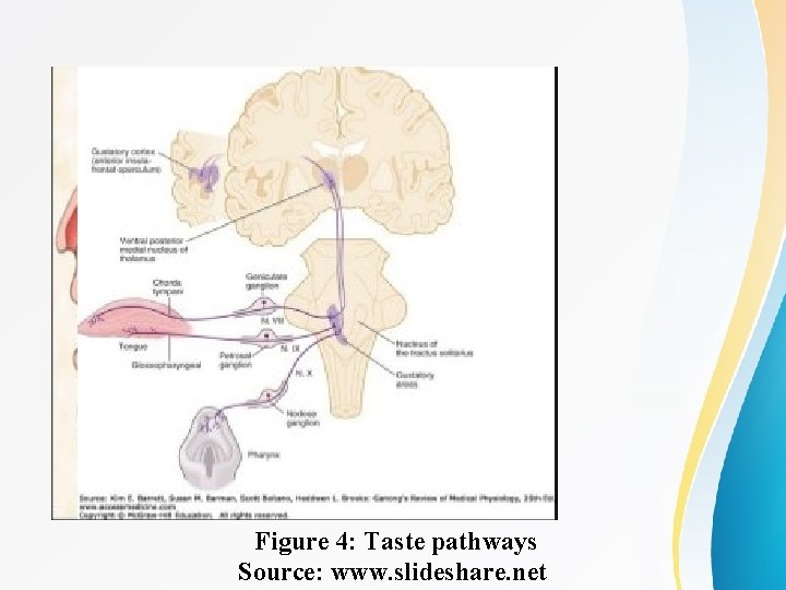 Figure 4: Taste pathways Source: www. slideshare. net 
