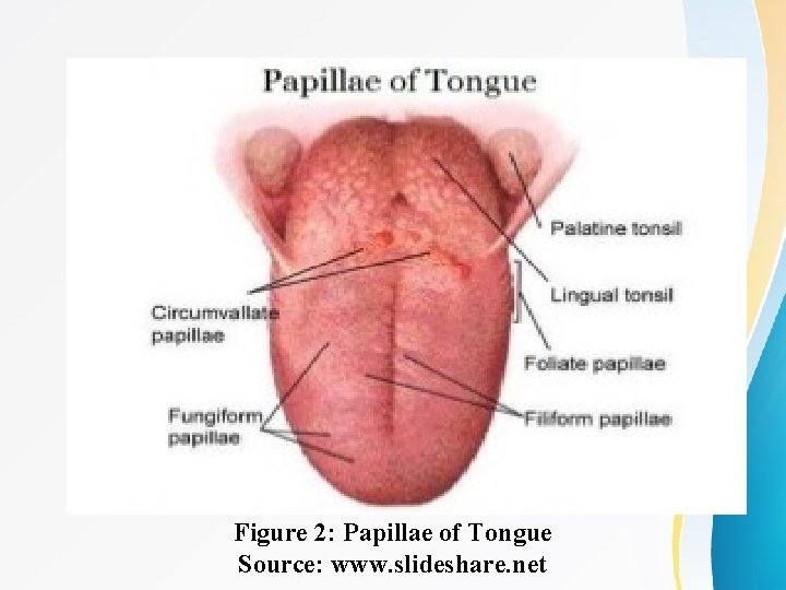 Figure 2: Papillae of Tongue Source: www. slideshare. net 