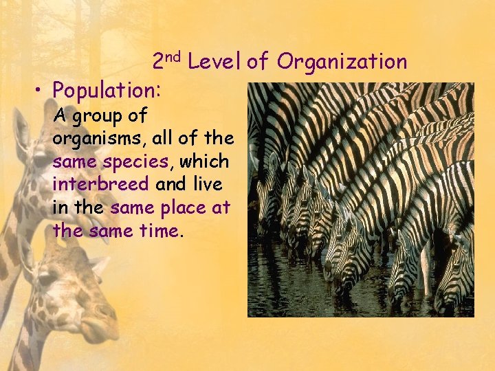 2 nd Level of Organization • Population: A group of organisms, all of the