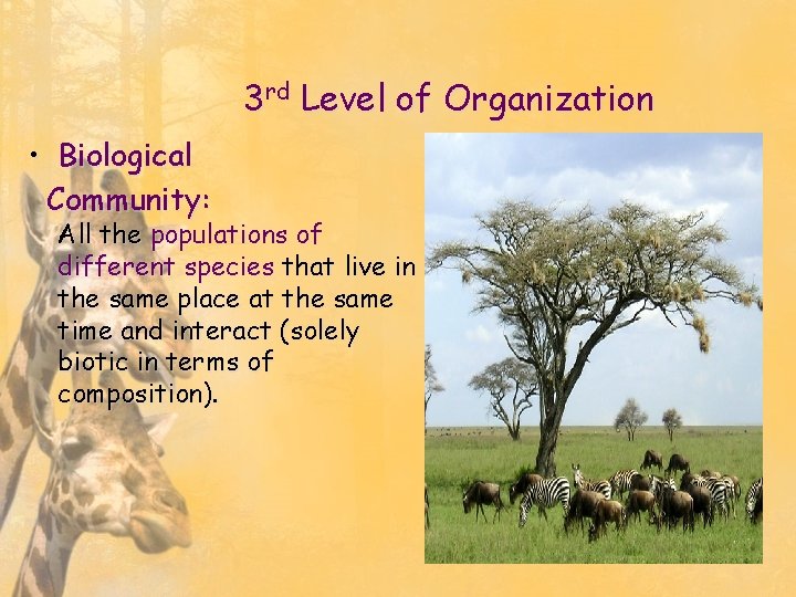 3 rd Level of Organization • Biological Community: All the populations of different species