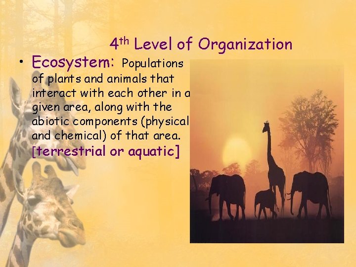 4 th Level of Organization • Ecosystem: Populations of plants and animals that interact