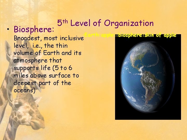  • Biosphere: 5 th Level of Organization • Earth: apple: : biosphere: skin