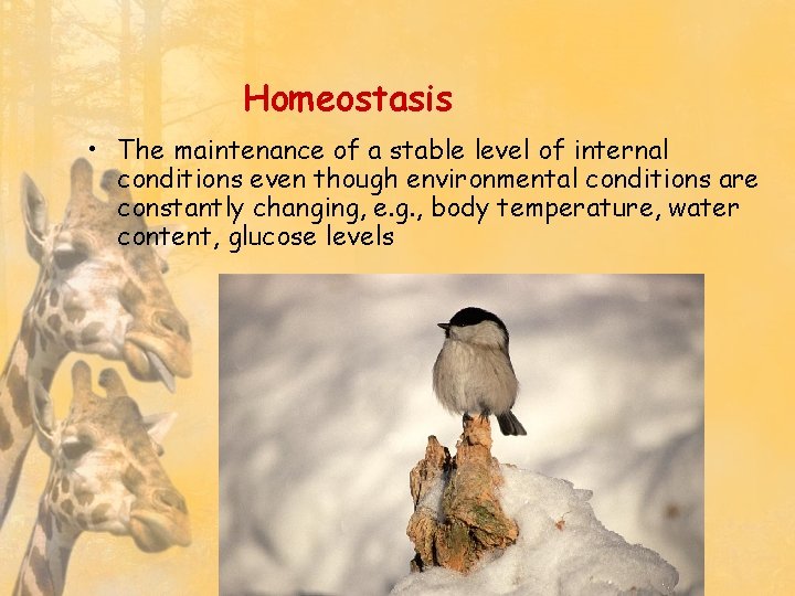 Homeostasis • The maintenance of a stable level of internal conditions even though environmental