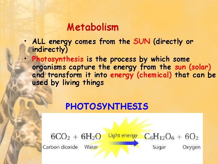 Metabolism • ALL energy comes from the SUN (directly or indirectly) • Photosynthesis is