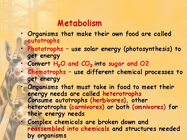 Metabolism • Organisms that make their own food are called autotrophs • Phototrophs –