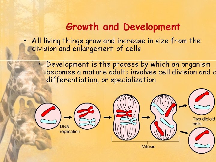 Growth and Development • All living things grow and increase in size from the