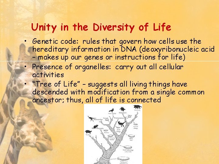 Unity in the Diversity of Life • Genetic code: rules that govern how cells