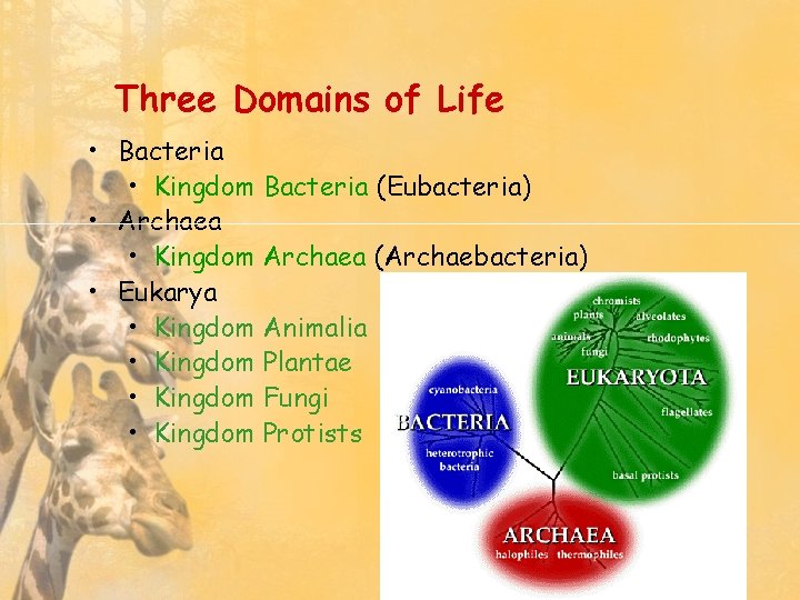 Three Domains of Life • Bacteria • Kingdom Bacteria (Eubacteria) • Archaea • Kingdom
