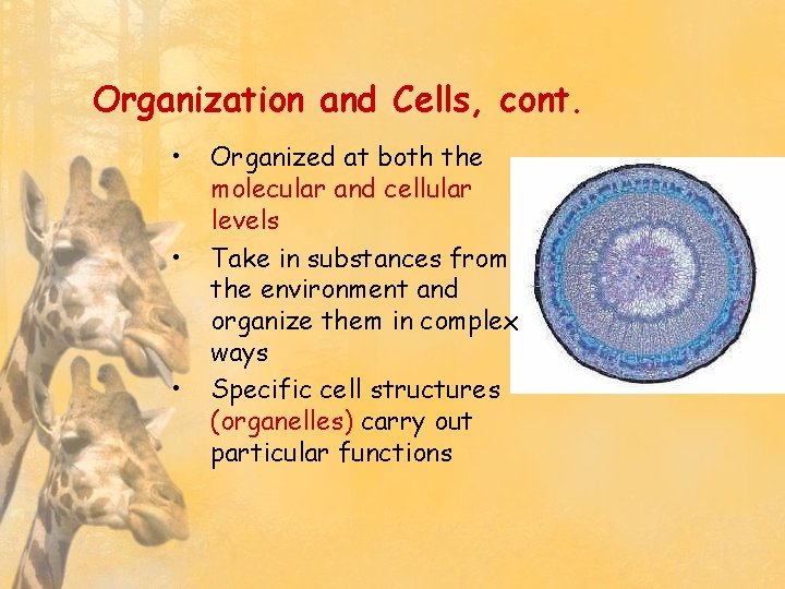 Organization and Cells, cont. • • • Organized at both the molecular and cellular