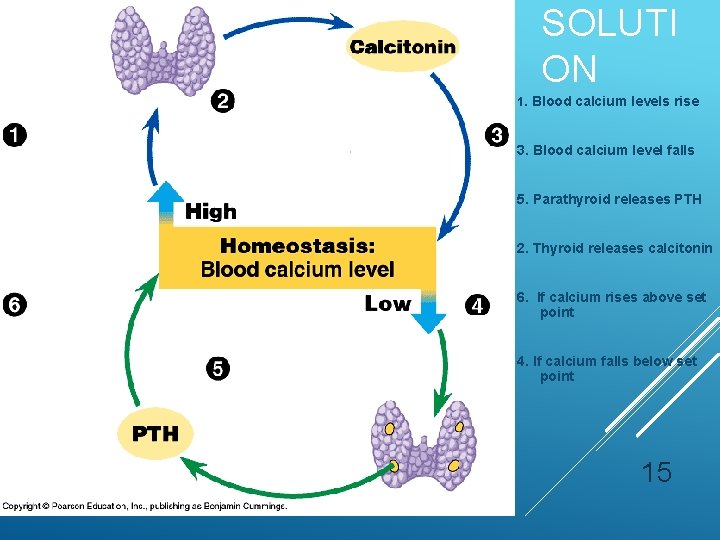 SOLUTI ON 1. Blood calcium levels rise 3. Blood calcium level falls 5. Parathyroid