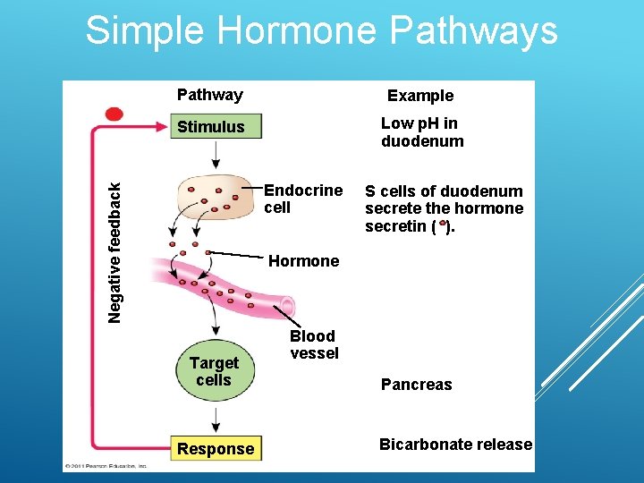 Simple Hormone Pathways Pathway Example Stimulus Low p. H in duodenum Negative feedback Endocrine