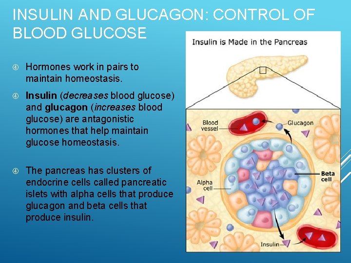 INSULIN AND GLUCAGON: CONTROL OF BLOOD GLUCOSE Hormones work in pairs to maintain homeostasis.