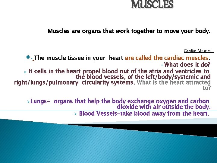 MUSCLES Muscles are organs that work together to move your body. Cardiac Muscles •