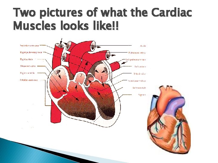 Two pictures of what the Cardiac Muscles looks like!! 