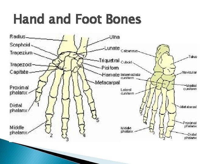 Hand Foot Bones 
