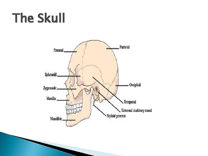 The Skull 