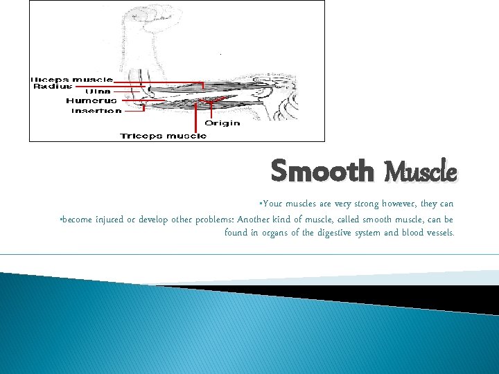 Smooth Muscle • Your muscles are very strong however, they can • become injured