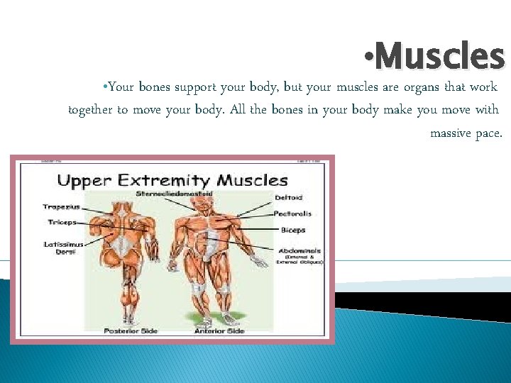  • Your • Muscles bones support your body, but your muscles are organs