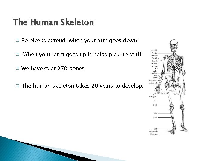 The Human Skeleton � � So biceps extend when your arm goes down. When