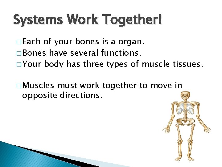 Systems Work Together! � Each of your bones is a organ. � Bones have
