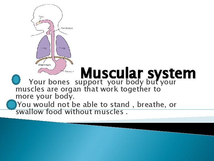 Muscular system support your body but your Your bones muscles are organ that work