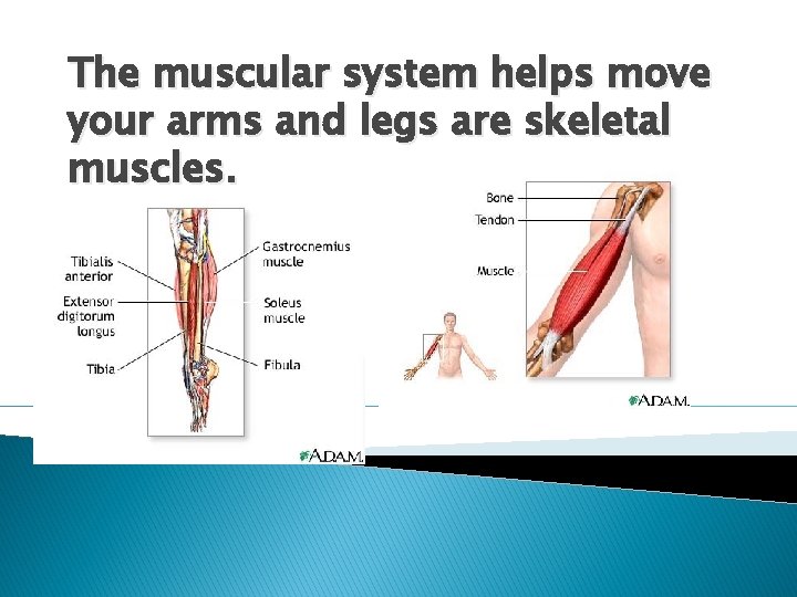 The muscular system helps move your arms and legs are skeletal muscles. 
