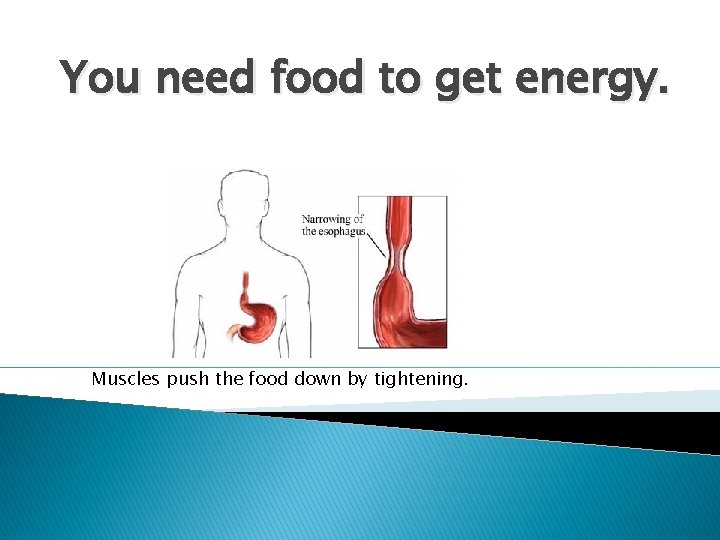 You need food to get energy. Muscles push the food down by tightening. 