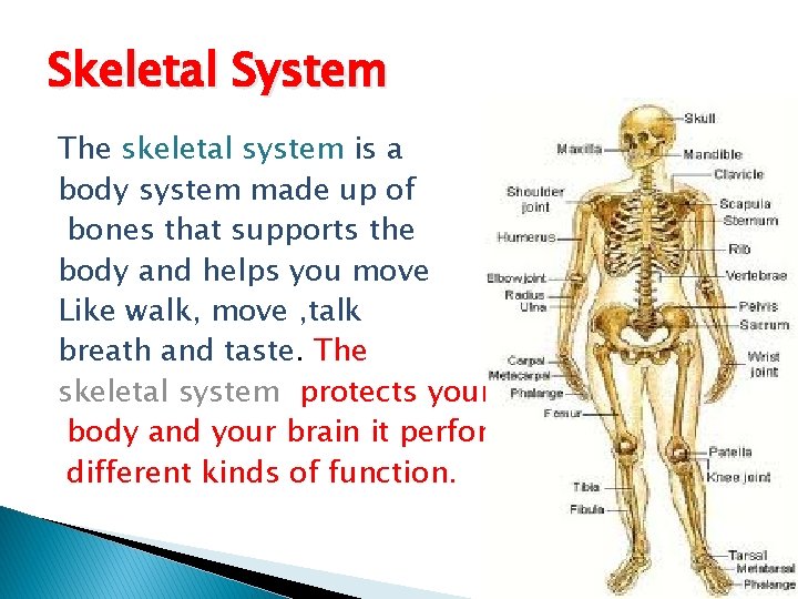 Skeletal System The skeletal system is a body system made up of bones that